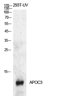 ApoC-III Monoclonal Antibody- ELISA科研检测中心-优品生物官网