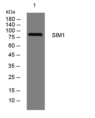 SIM1 mouse mAb- ELISA科研检测中心-优品生物官网