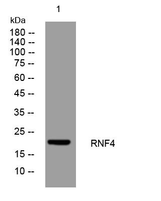 RNF4 mouse mAb- ELISA科研检测中心-优品生物官网