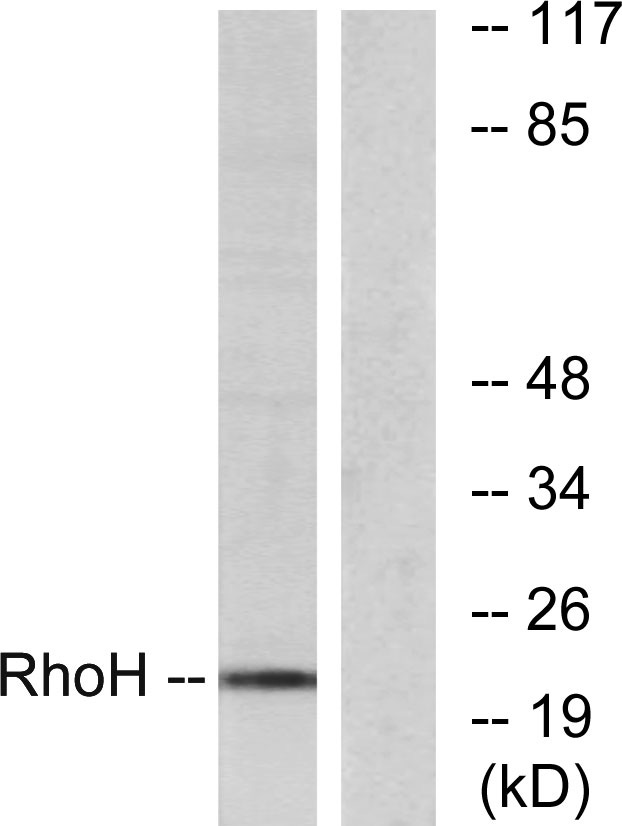 Rho H Monoclonal Antibody- ELISA科研检测中心-优品生物官网
