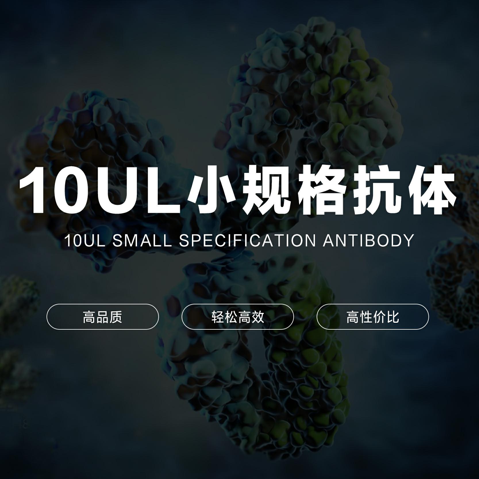 10ul抗体